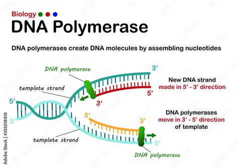 dna polymerase catalyse replication.